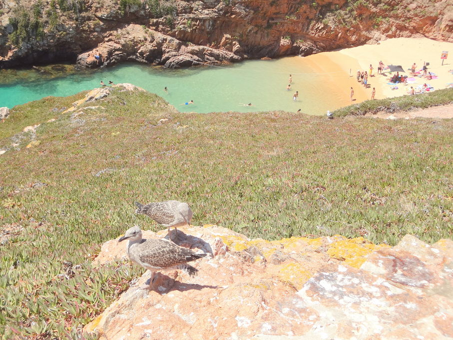 Berlengas Islands Portugal Beach in Berlengas